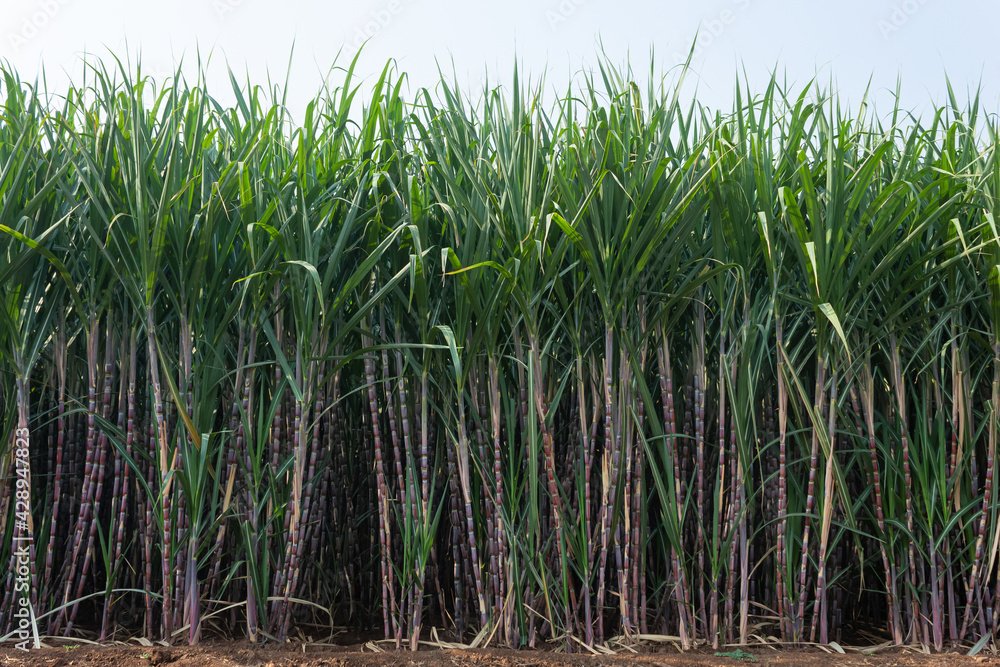 Sugar Industry